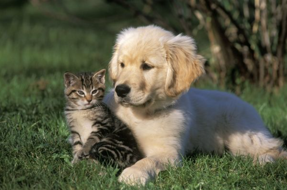 ⭐ Best seller 🐾